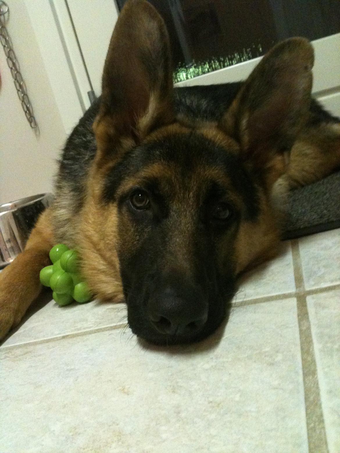 Schæferhund Kanto - Puha, det var en hård dag..... billede 3