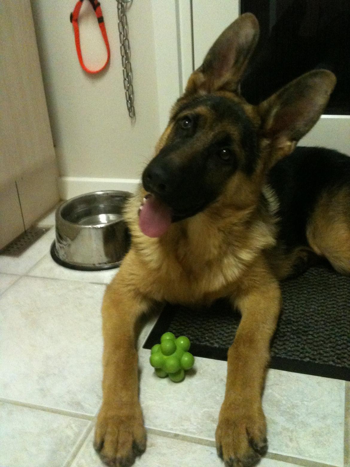 Schæferhund Kanto - øhm... Hvad laver du??? billede 4