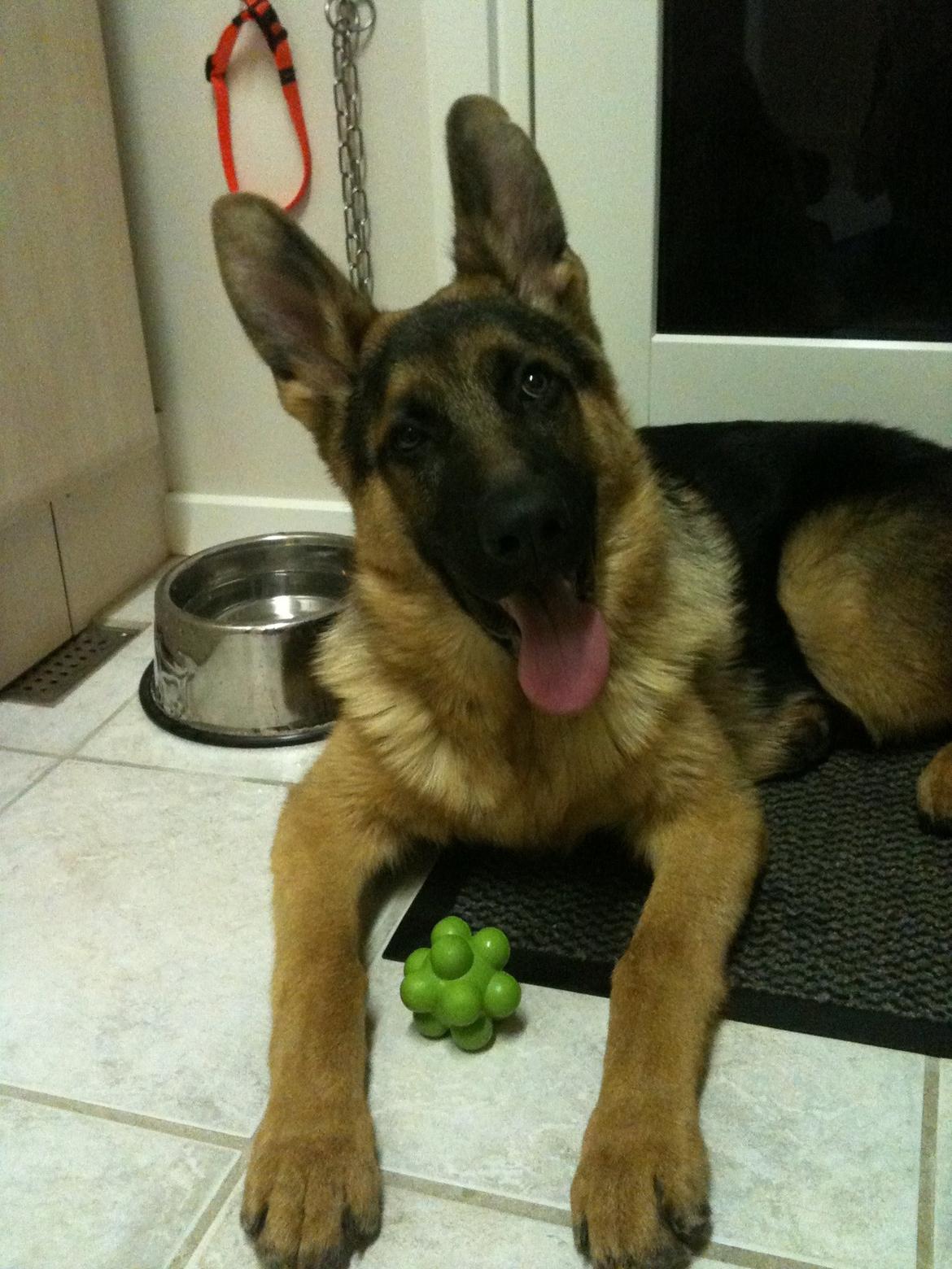 Schæferhund Kanto - Forstår altså ikke mennesker!! billede 5