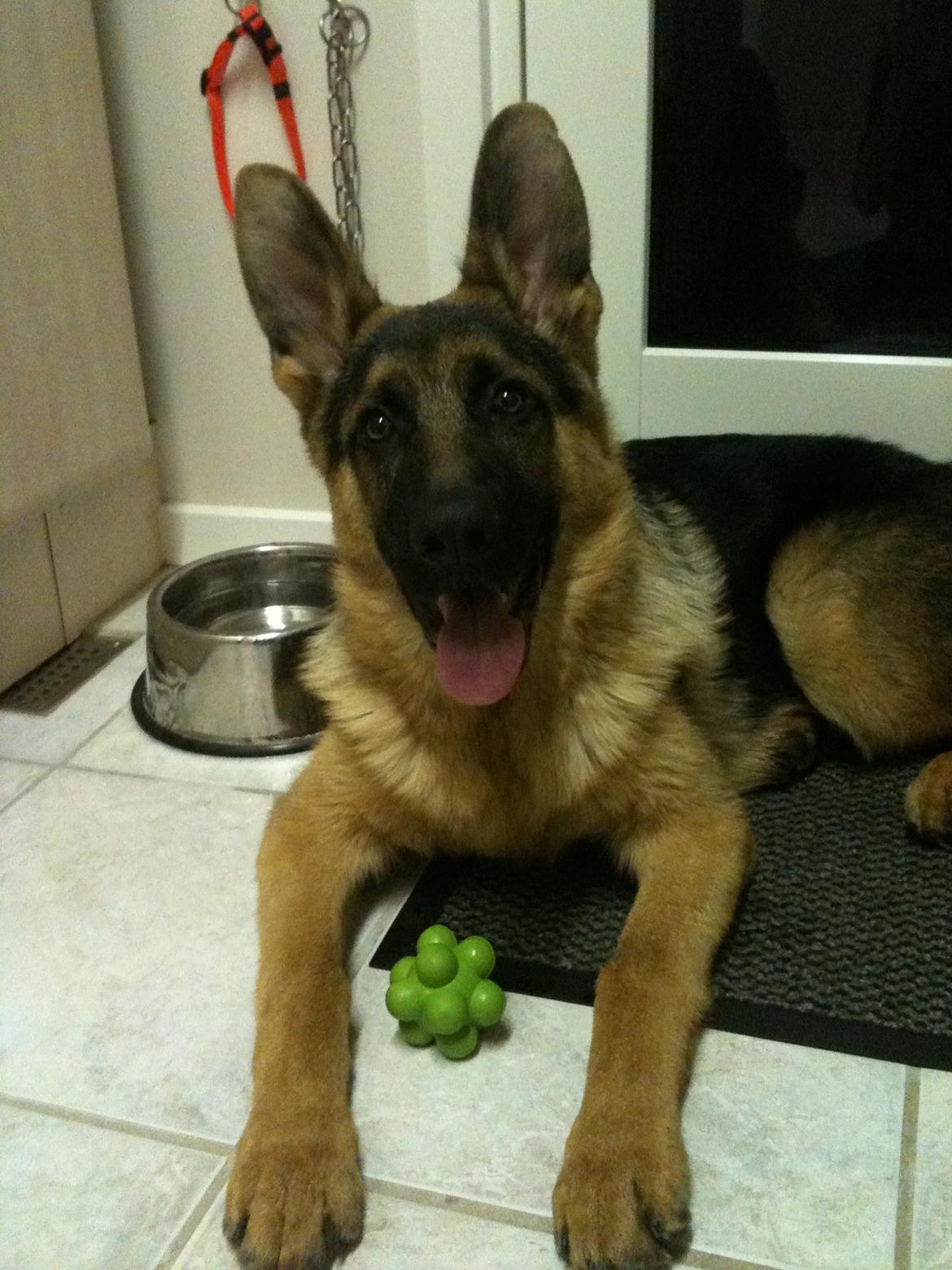 Schæferhund Kanto - Er du færdig nu??? billede 6