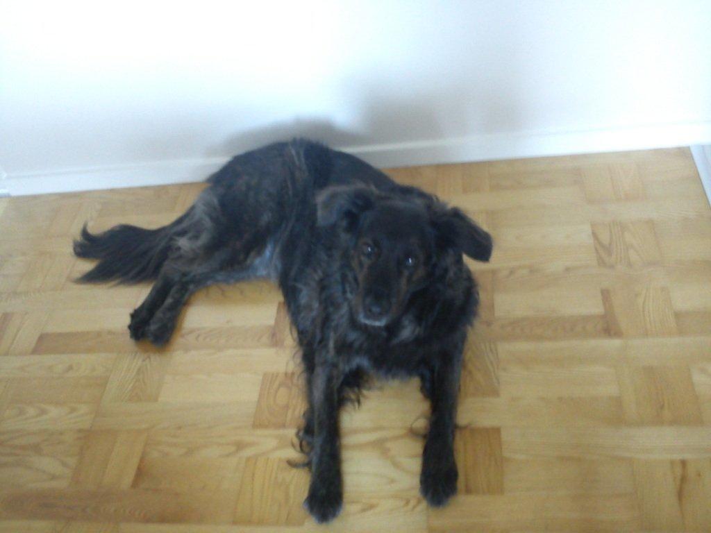 Blanding af racer Mille - Er jeg ikke sød!!! billede 3