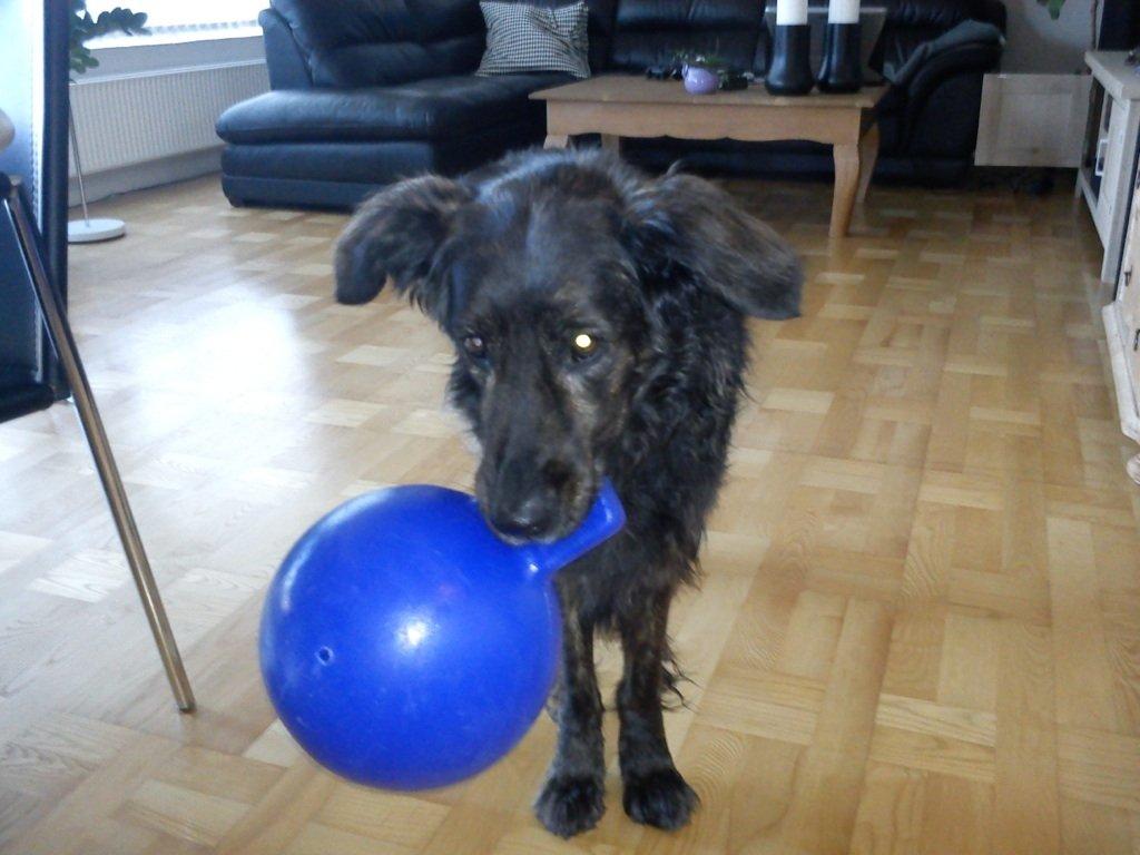 Blanding af racer Mille - Elsker min kæmpe bold!!! billede 2