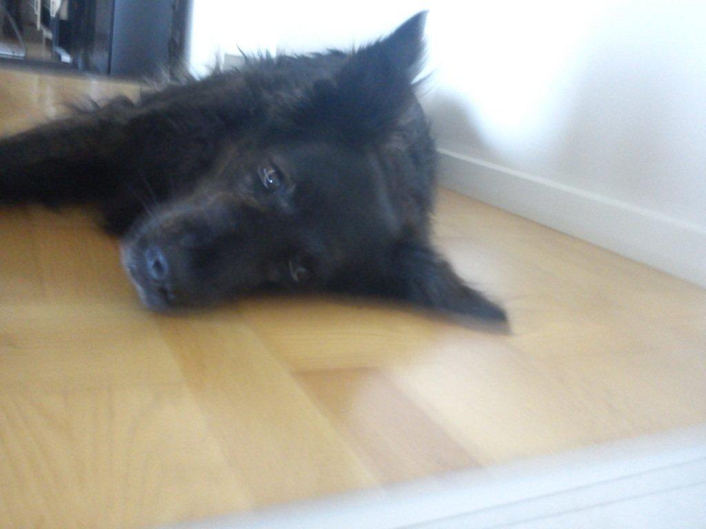 Blanding af racer Mille - Er mega træt!!! billede 4