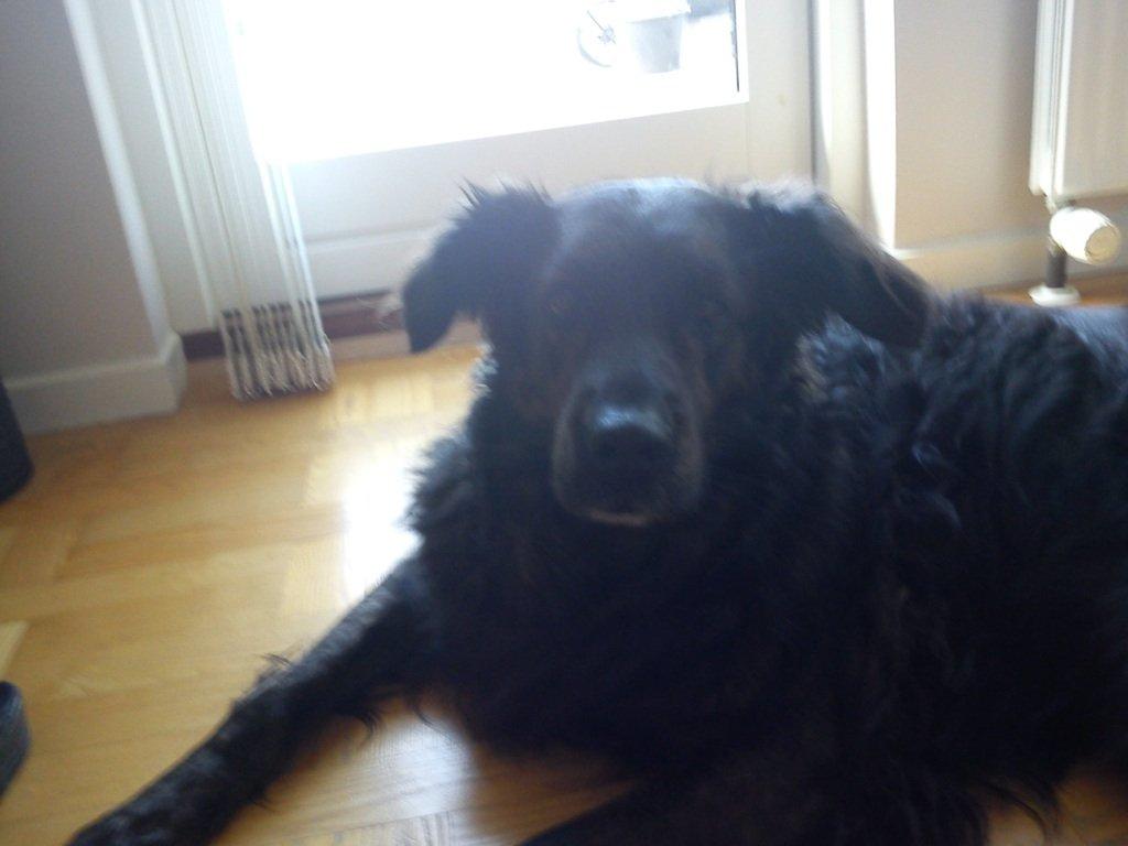 Blanding af racer Mille - Hej!!! billede 5