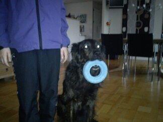 Blanding af racer Mille - Sidder pænt ved siden af søster!!! Med min ring!!! billede 6