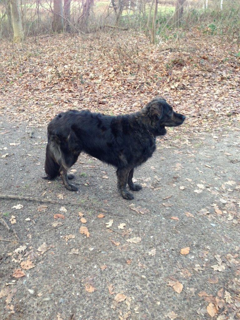 Blanding af racer Mille - Hov...Hvad var det??? billede 7