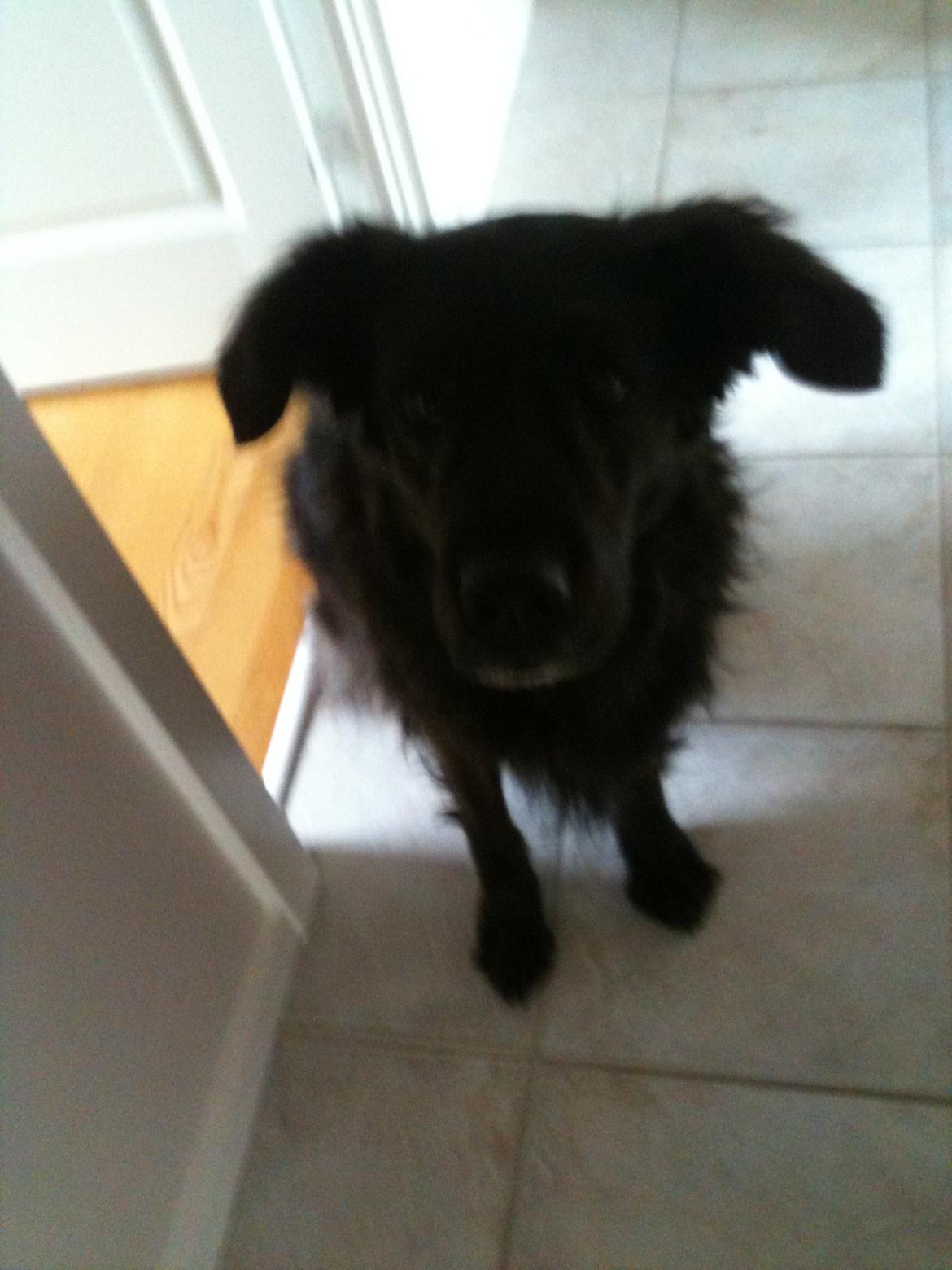 Blanding af racer Mille - Sidder lige så pænt billede 8