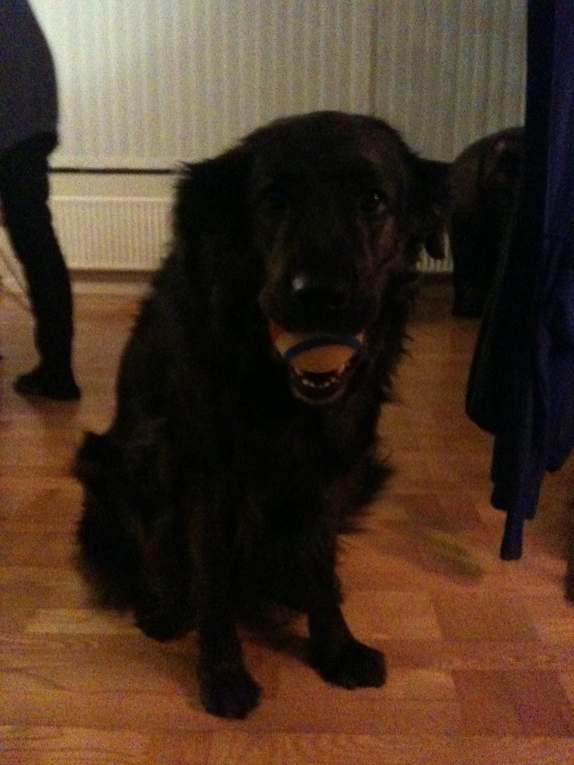 Blanding af racer Mille - Elsker min pive bold billede 10