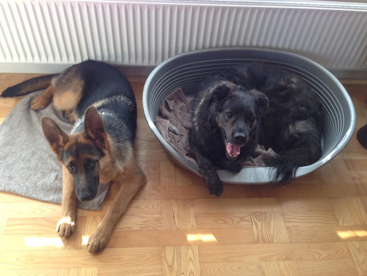 Schæferhund Kanto - Ligger ved siden af mor!!! billede 8