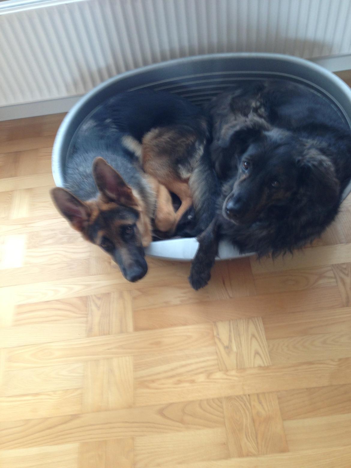 Schæferhund Kanto - Havde lige lyst til at putte med mor!!! billede 7