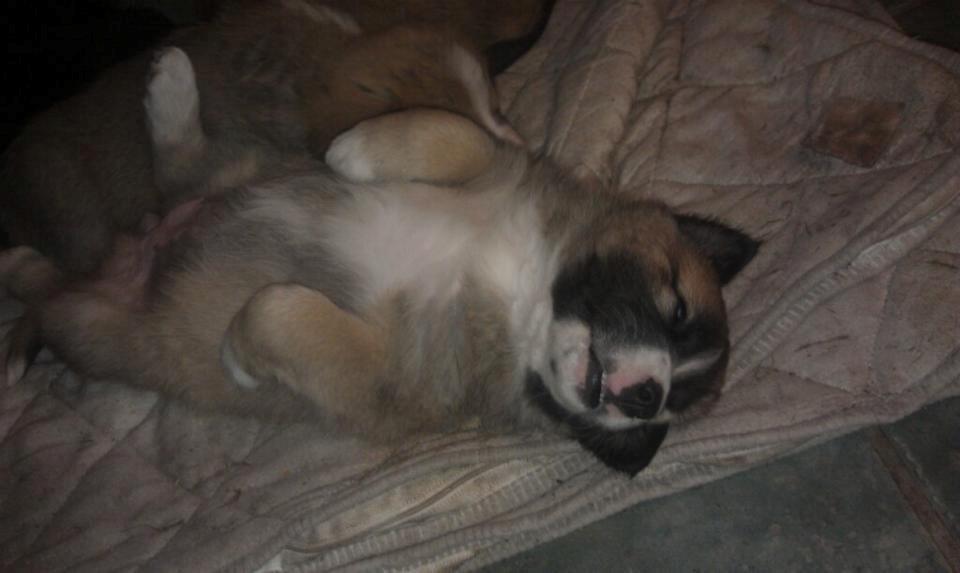 Blanding af racer Bailey (Himmelhund) billede 2