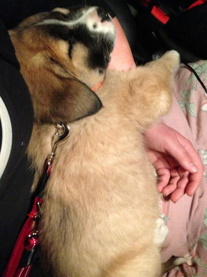 Blanding af racer Bailey (Himmelhund) billede 3