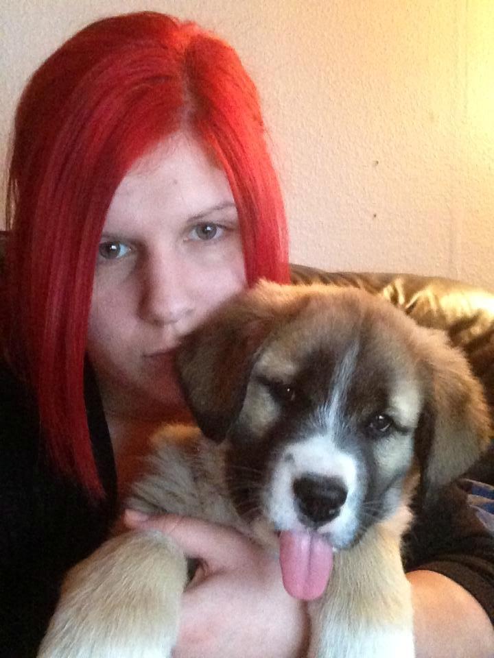 Blanding af racer Bailey (Himmelhund) billede 4