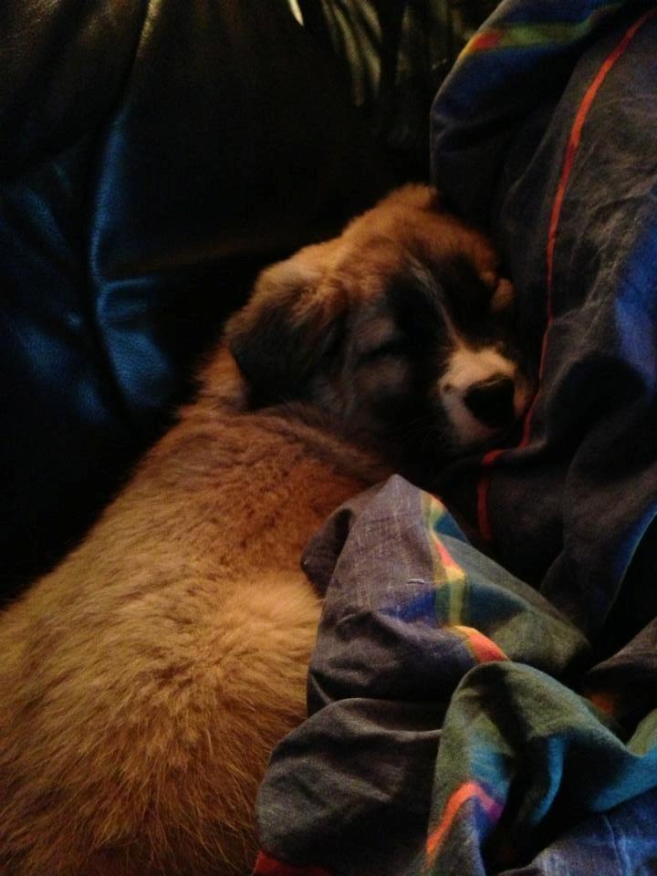 Blanding af racer Bailey (Himmelhund) billede 5