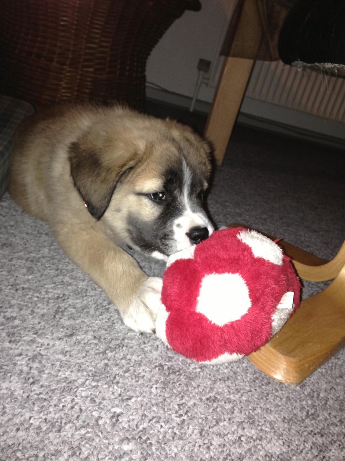 Blanding af racer Bailey (Himmelhund) billede 6