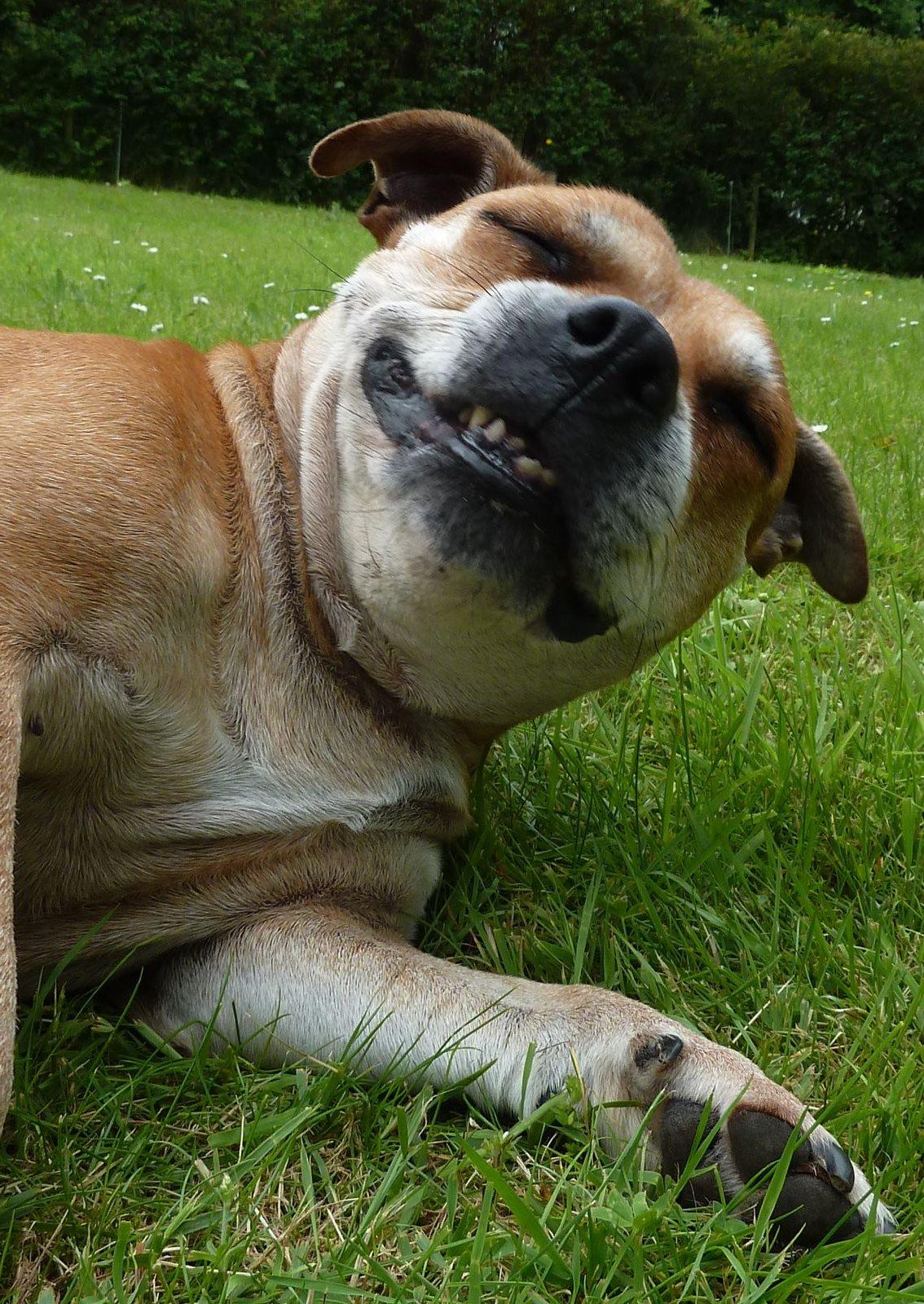 Staffordshire bull terrier Bailey - 6/7-2012   11 år billede 17