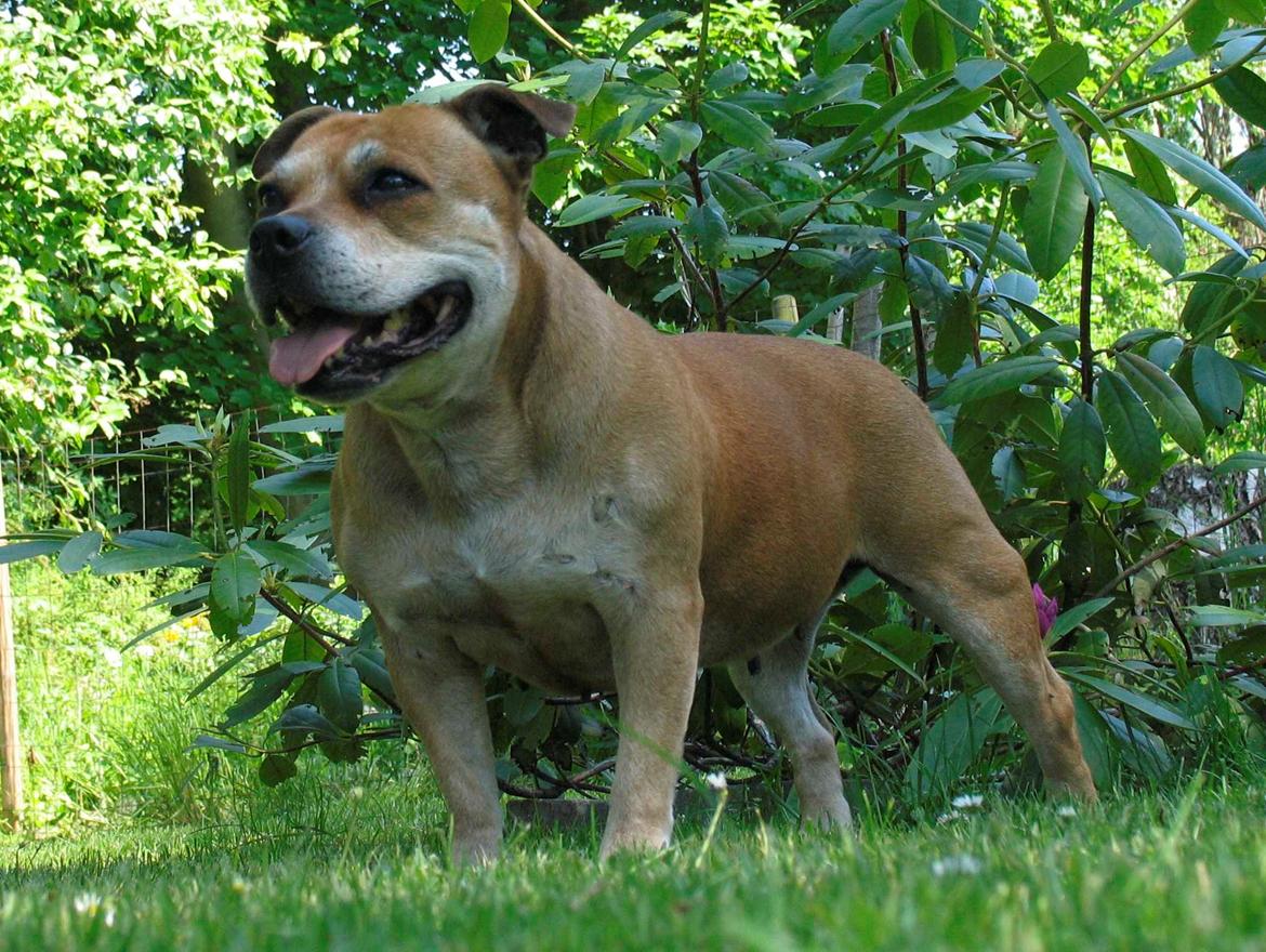 Staffordshire bull terrier Bailey - 11 år billede 18