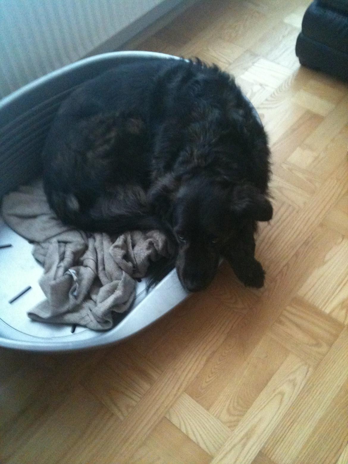 Blanding af racer Mille - Endelig kurven for mig selv!!! billede 12