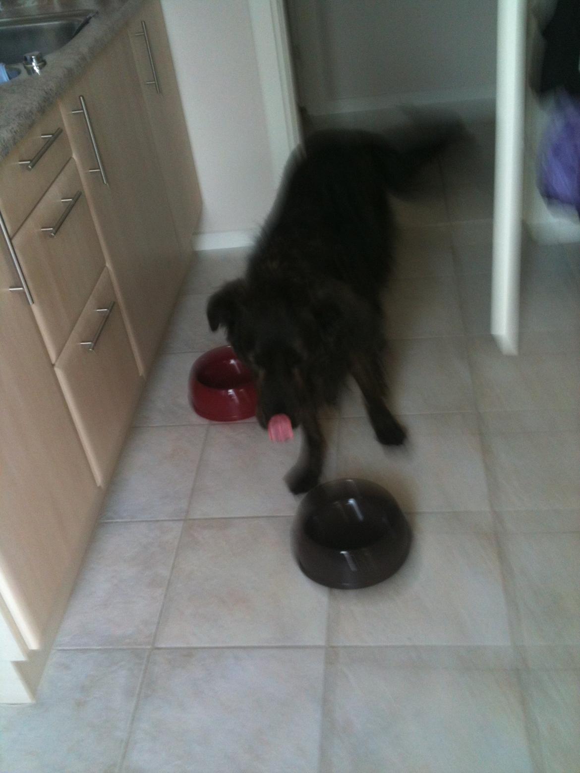 Blanding af racer Mille - Mooaarr... Må jeg få min mad nu??? billede 13