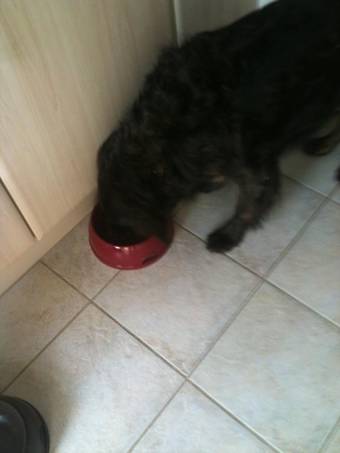 Blanding af racer Mille - Endelig mad..... billede 14