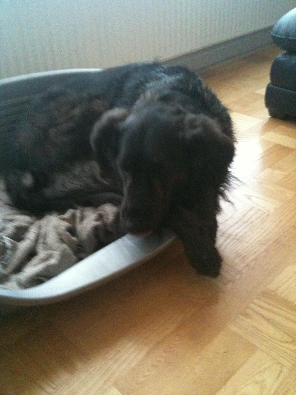 Blanding af racer Mille - Har lige været ude og er pladret med mudder!!! billede 15