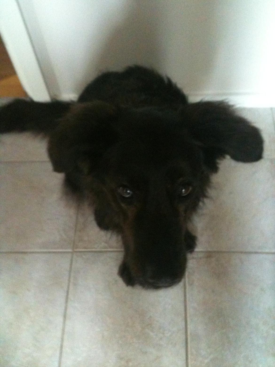 Blanding af racer Mille - hej hej... billede 16