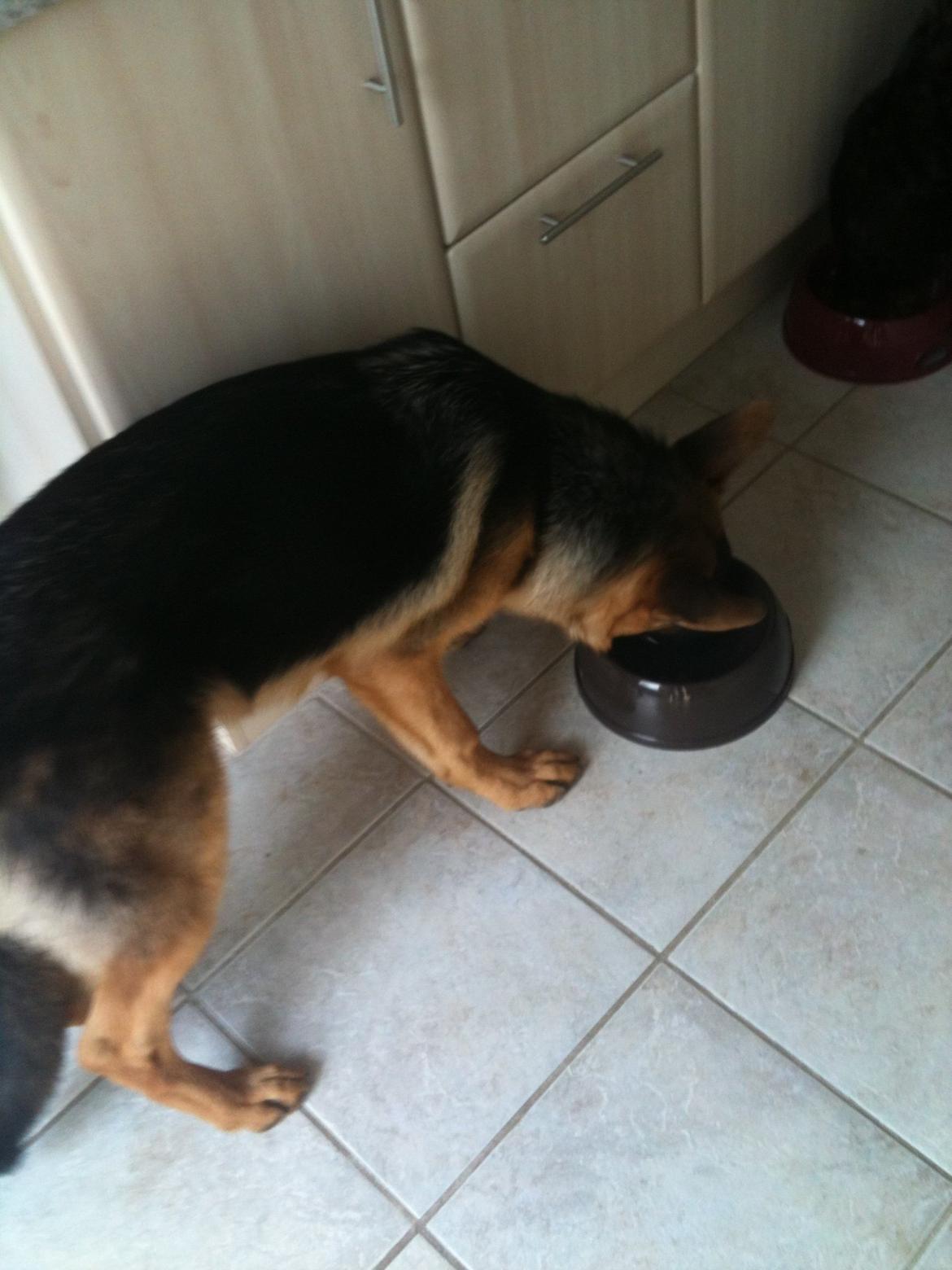 Schæferhund Kanto - mhhm.... MAADD billede 9