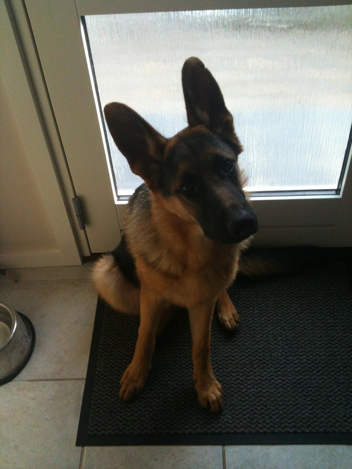 Schæferhund Kanto - Kan vi gå tur nu??? billede 11