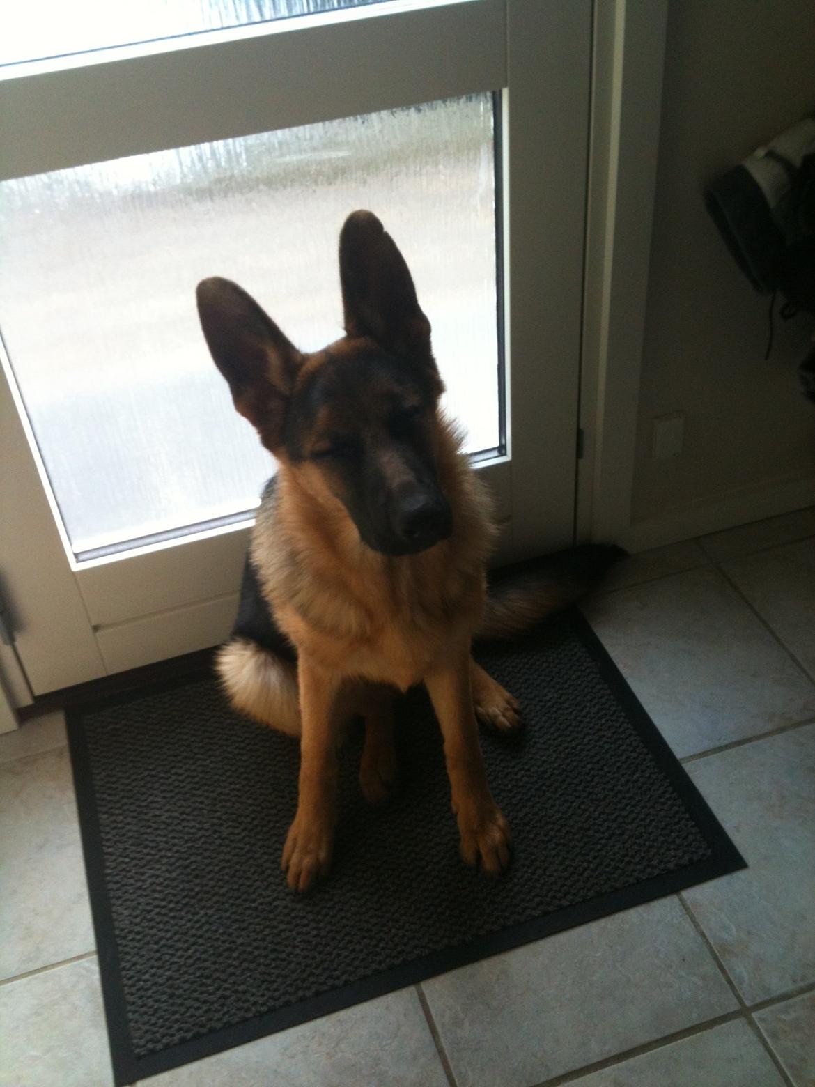 Schæferhund Kanto - Tør ikke kigge!!! billede 10