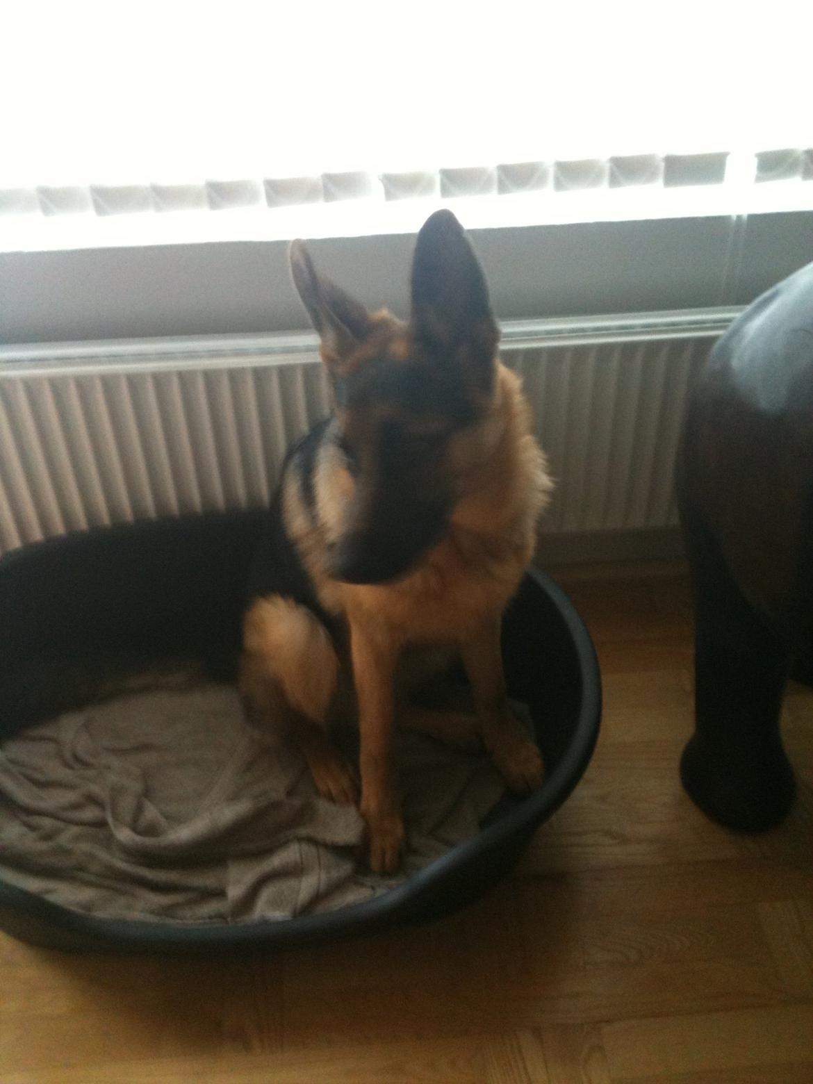 Schæferhund Kanto - Er ikke meget for at lægge mig!!! billede 12