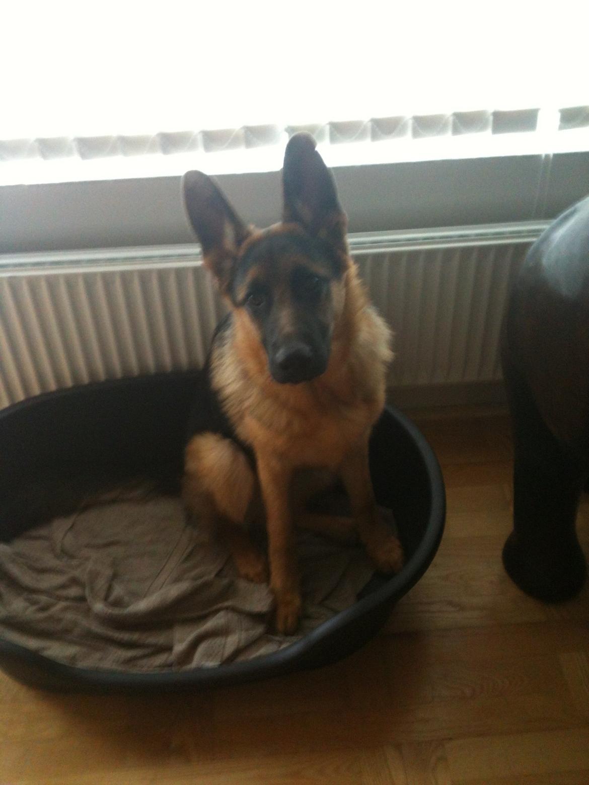 Schæferhund Kanto - Nej jeg gør det ikke!!! billede 13