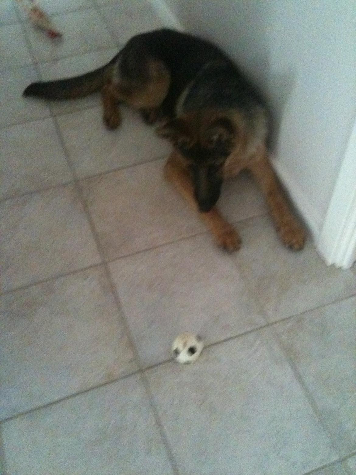 Schæferhund Kanto - jeg advarer dig!!! billede 14