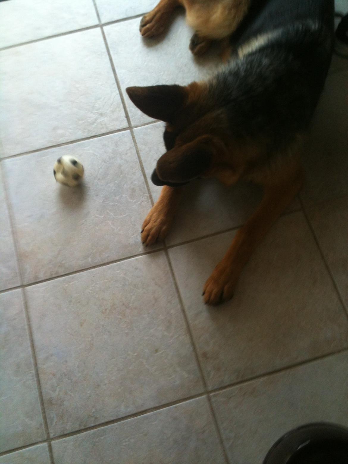 Schæferhund Kanto - Nu går du altså over stregen!!! billede 15