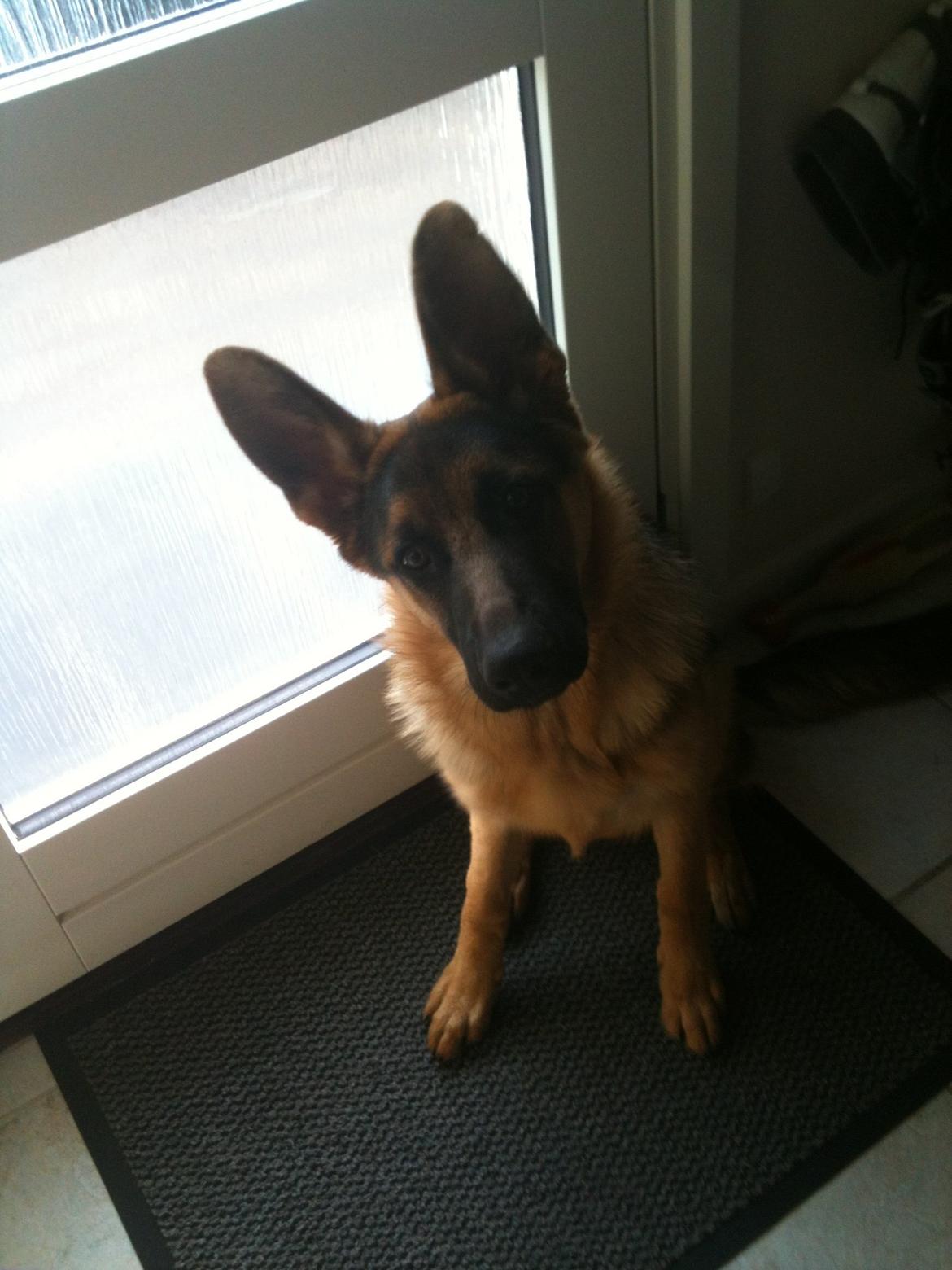 Schæferhund Kanto - Tak for opmærksomheden!!! billede 16