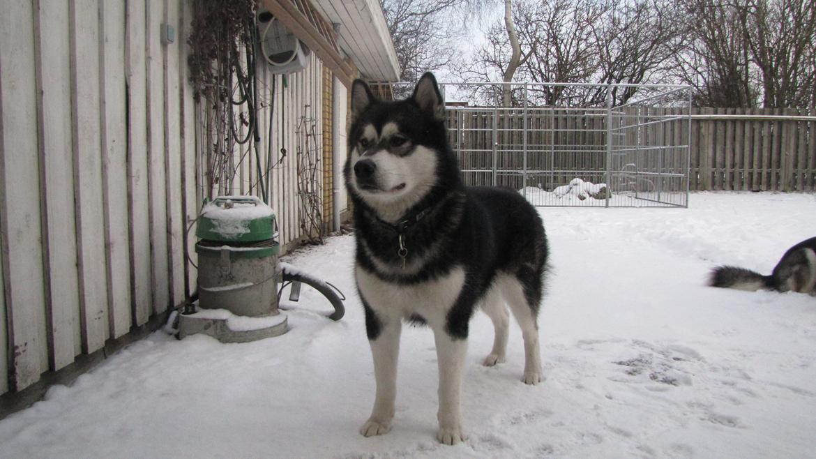 Alaskan malamute Coda billede 1