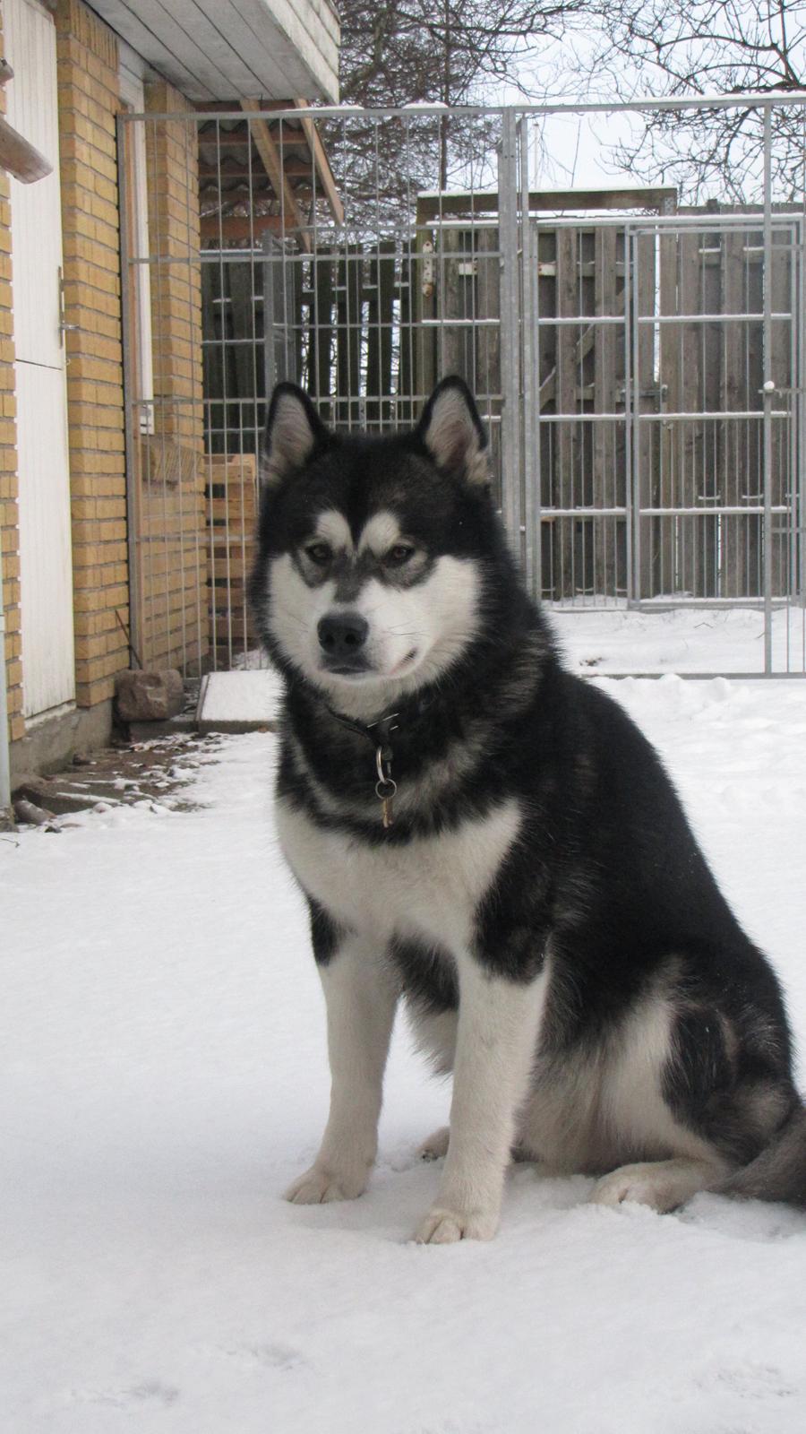 Alaskan malamute Coda billede 2