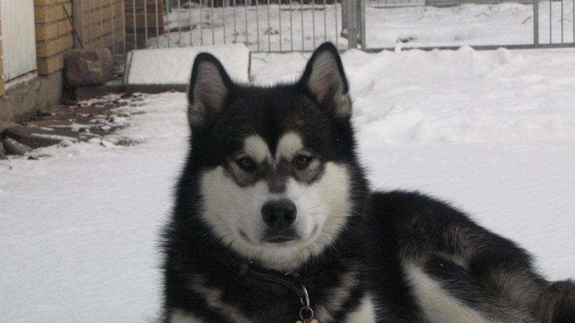 Alaskan malamute Coda billede 3