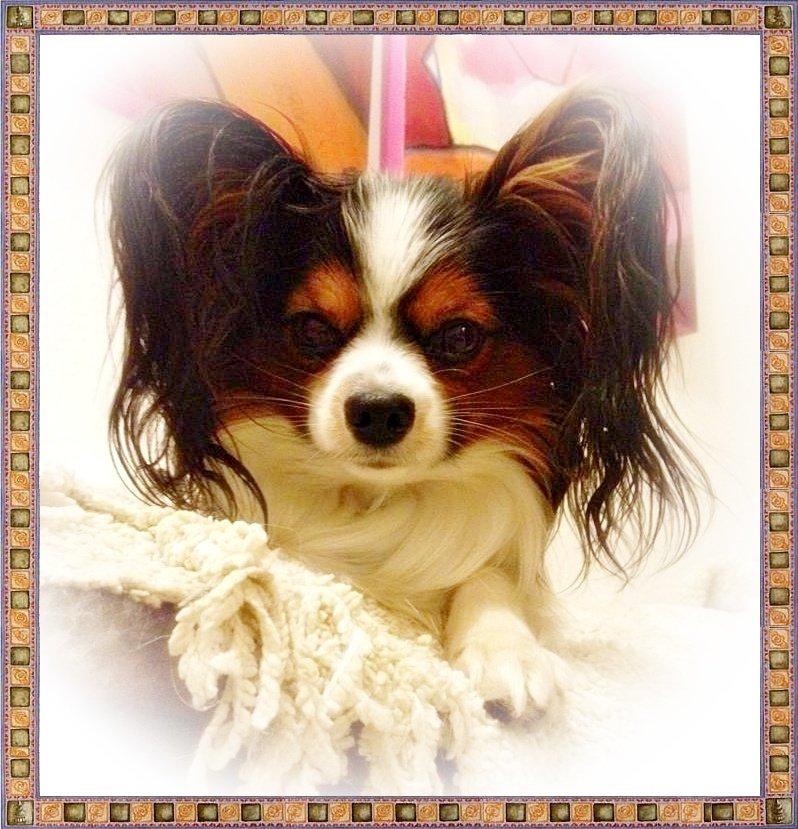 Papillon Kokos - Voksen billede 13