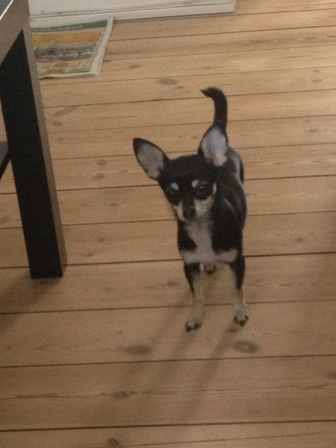 Chihuahua Sally billede 9