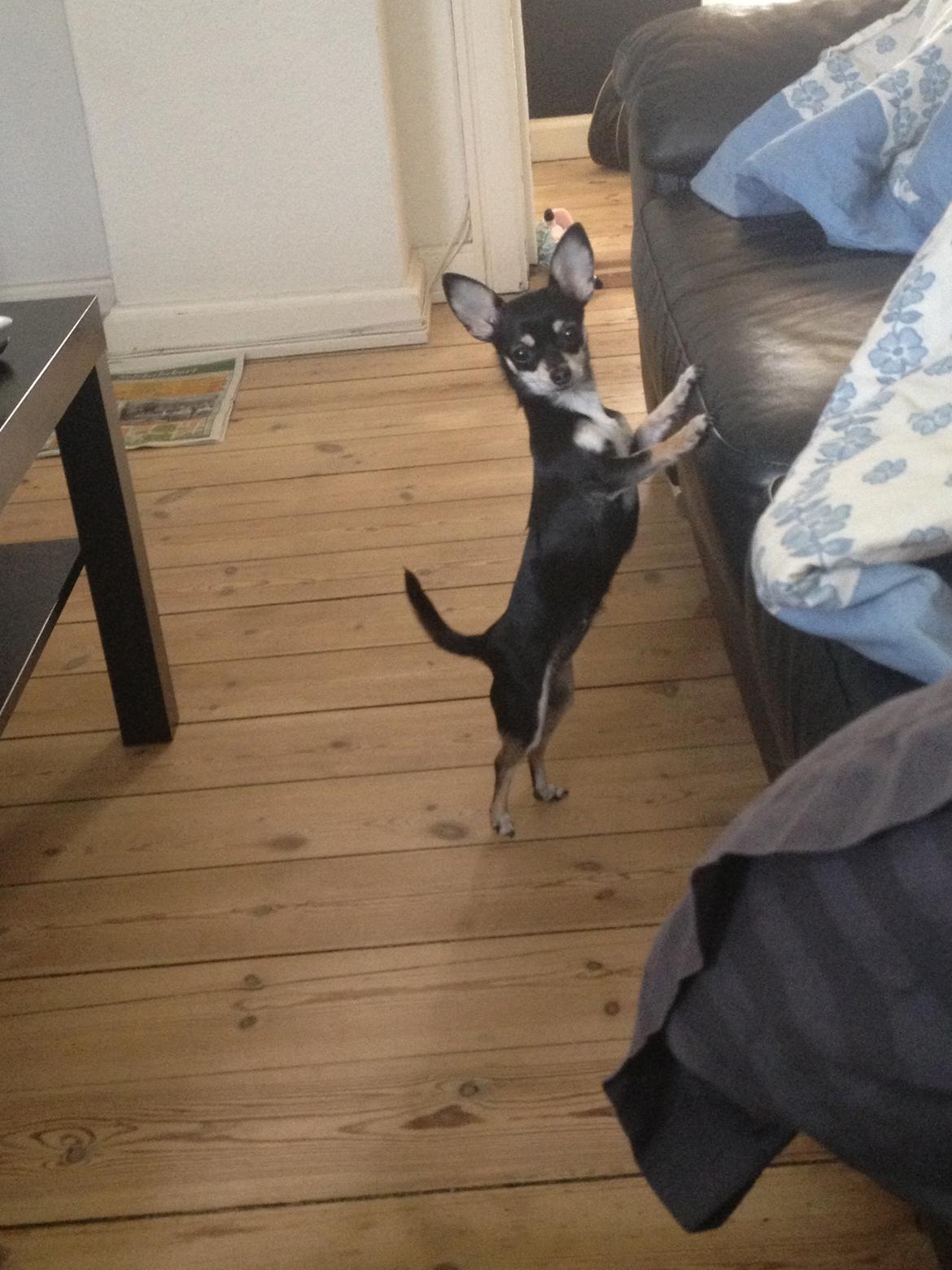 Chihuahua Sally billede 10