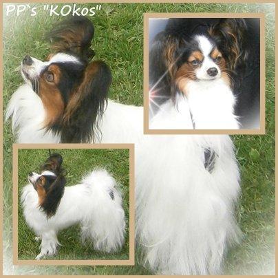 Papillon Kokos - Voksen billede 14