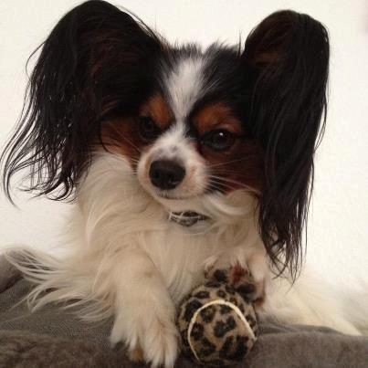 Papillon Kokos - Voksen billede 2