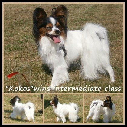 Papillon Kokos - Voksen billede 15