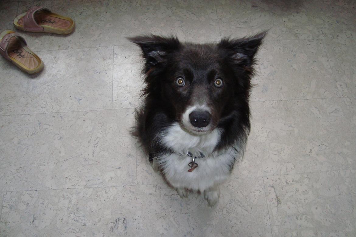Border collie DUSTY - Dusty på hendes 1 års fødselsdag billede 1