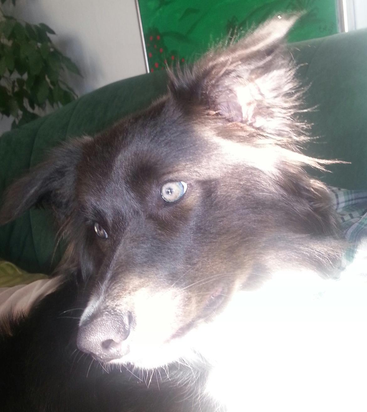 Border collie DUSTY billede 2