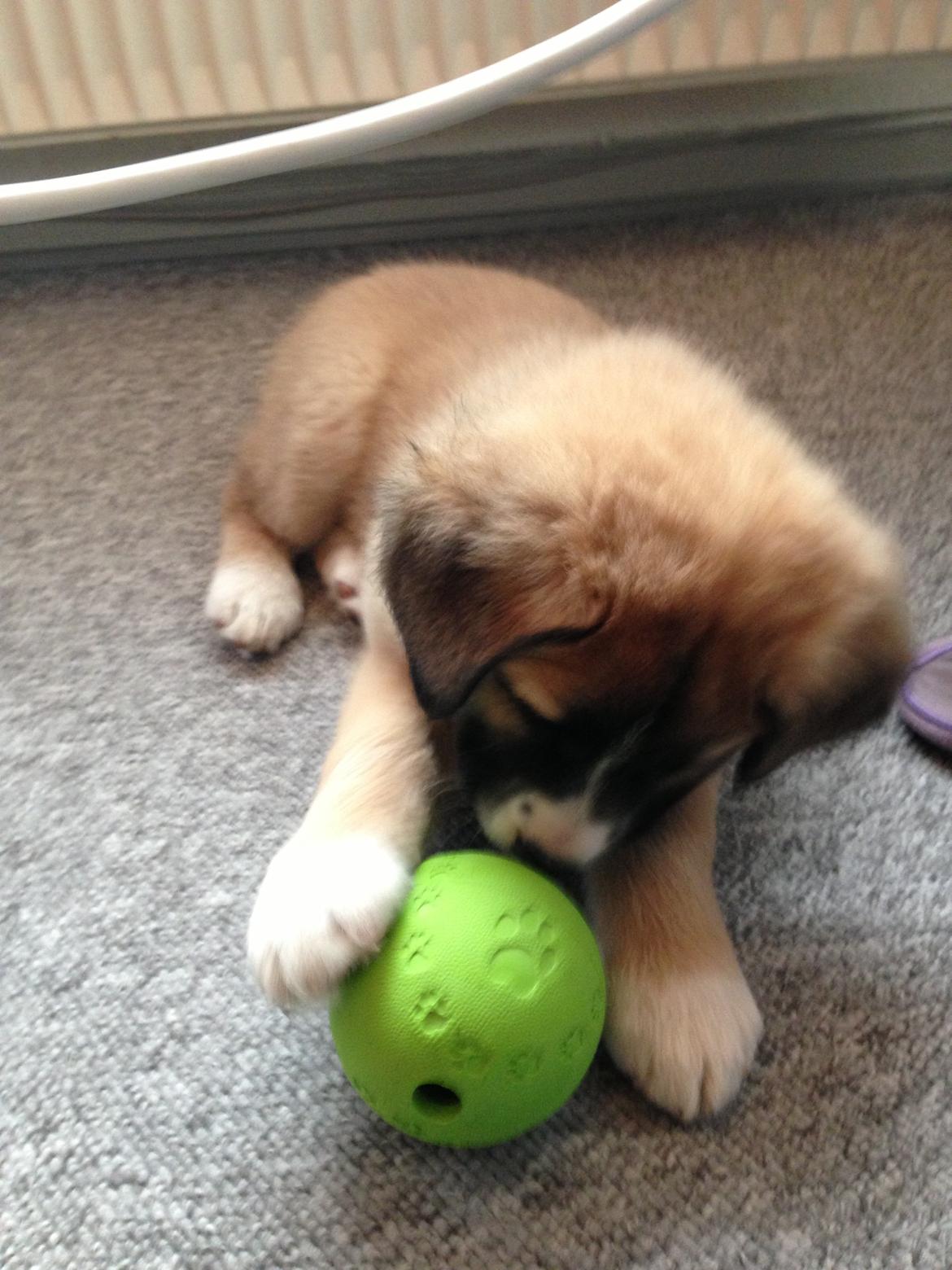 Blanding af racer Bailey (Himmelhund) billede 7