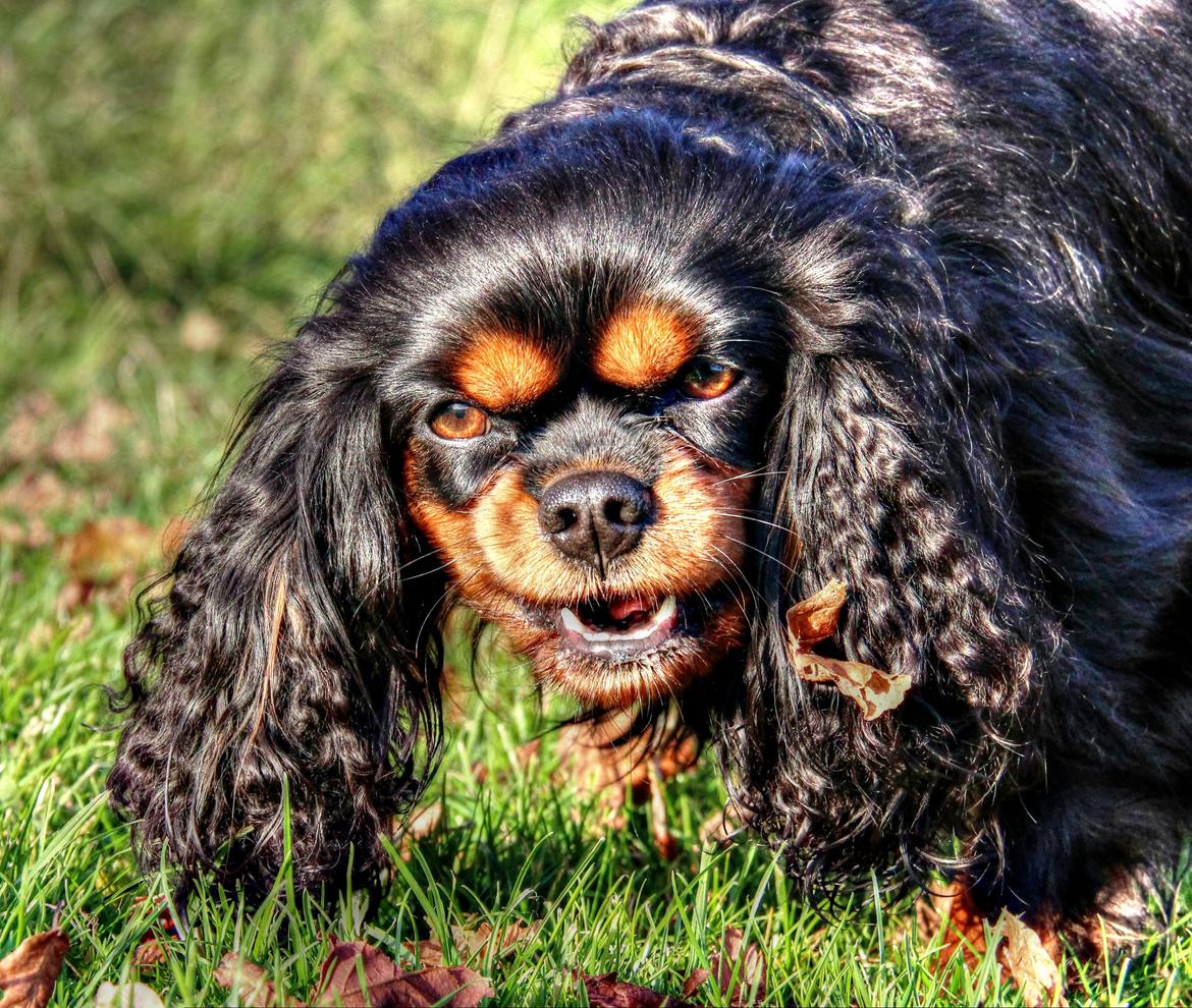 Cavalier king charles spaniel (Souvinier's) Almunia billede 1