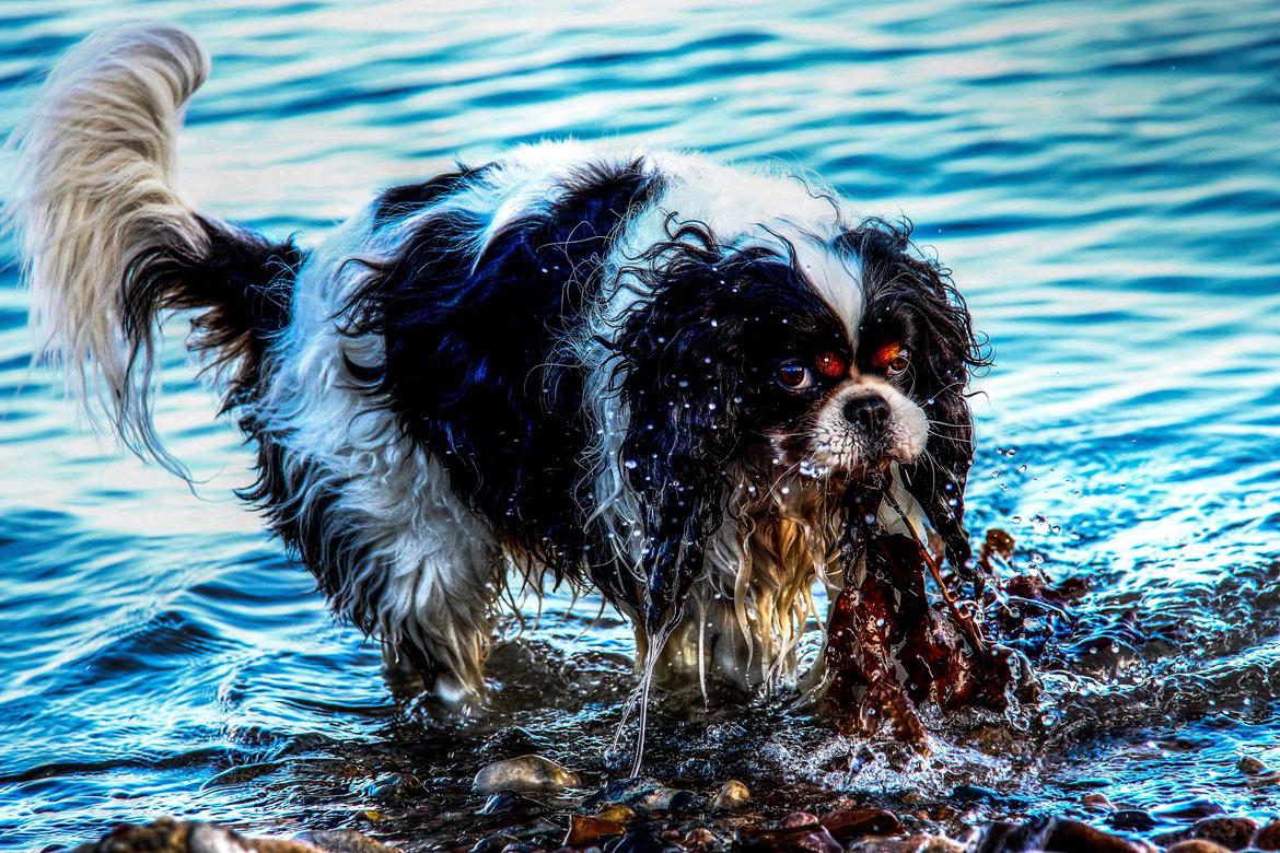 Cavalier king charles spaniel Bergkamp - Himmelhund billede 1