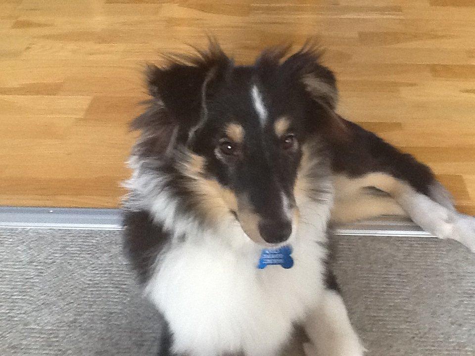 Shetland sheepdog Kato billede 3