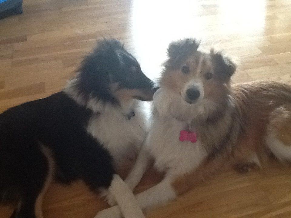 Shetland sheepdog Kato billede 4